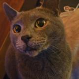 Foto del gato perdido en Surrey