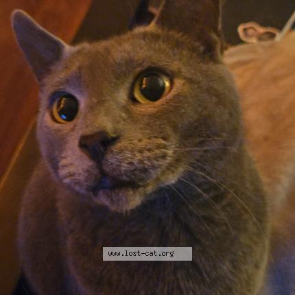 Foto 1/1 Bugsy Chat perdido en Surrey