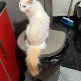 Foto del gato perdido en Guayaquil