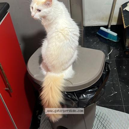 Foto 1/1 Snow Chat perdido en Guayaquil