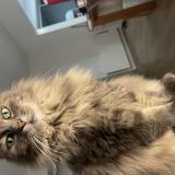 Foto del gato perdido en Lille