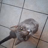 Foto de gato encontrado en La Sure En Chartreuse