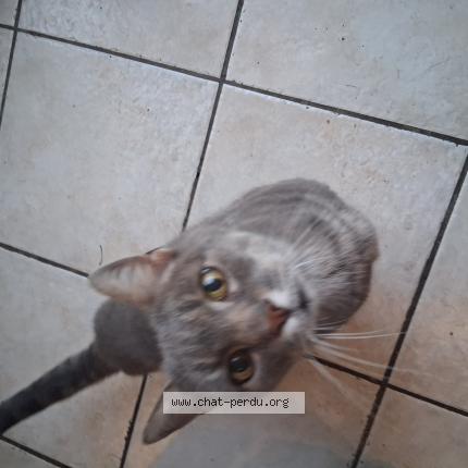 Foto 1/1 Gato encontrado Encontrado en La sure en chartreuse