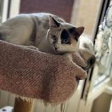 Foto del gato perdido en Montfaucon