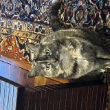 Foto del gato perdido en Plaisance Du Touch