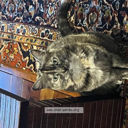 Foto 1/1 minou Chat perdido en Plaisance du touch