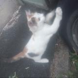 Foto del gato perdido en Chateauroux