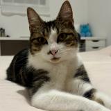 Foto del gato perdido en Caudan