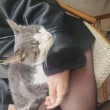 Foto de gato encontrado en Montpellier