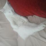 Foto del gato perdido en Vihiers