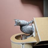 Foto del gato perdido en Vicq