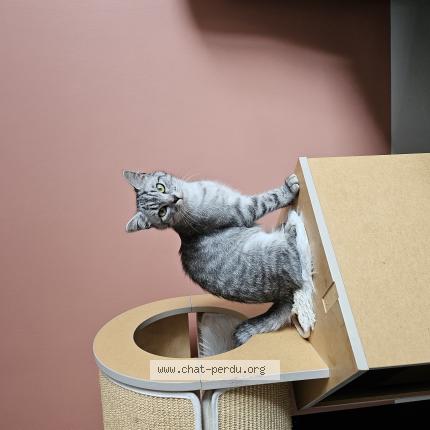 Foto 1/1 Nala Chat perdido en Vicq