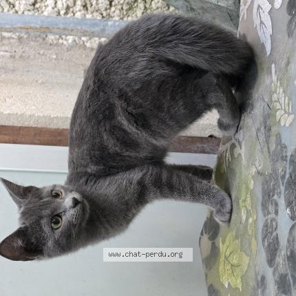 Foto 1/1 Duman Chat perdido en Drancy