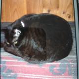 Foto del gato perdido en Blet