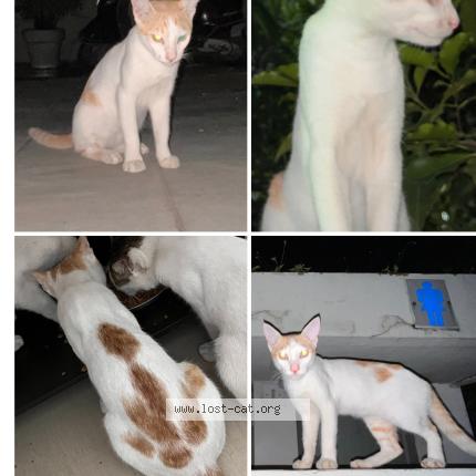 Foto 1/1 MARK Chat perdido en Ahmedabad