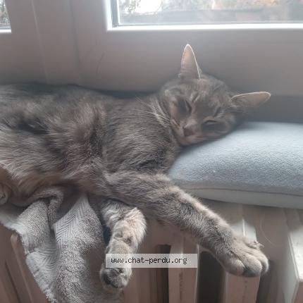 Foto 1/1 Peito Chat perdido en Clermont ferrand