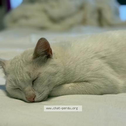 Foto 1/1 Fulgar Chat perdido en Pecrot