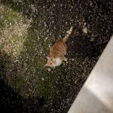 Foto de gato encontrado en Saint Lothain