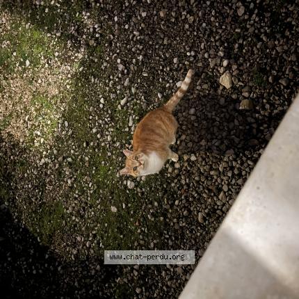 Foto 1/1 Gato encontrado Encontrado en Saint lothain