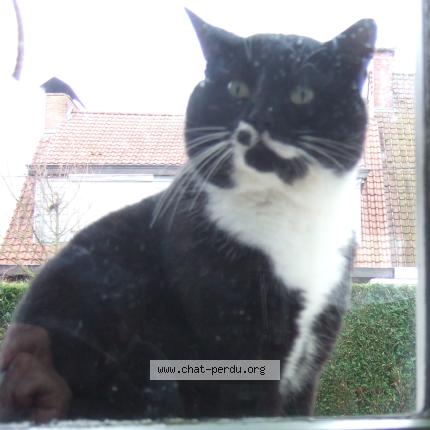 Foto 1/1 Gato encontrado Encontrado en Tourcoing