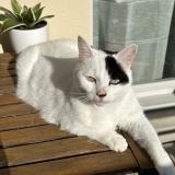 Foto del gato perdido en Savignyle Temple