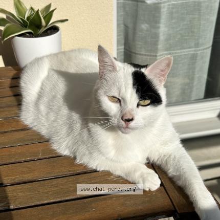 Foto 1/1 PIRATE Chat perdido en Savignyle temple