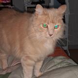 Foto del gato perdido en Domerat