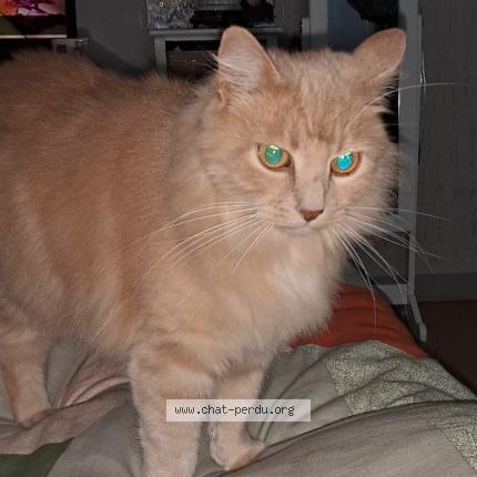 Foto 1/1 Tic Chat perdido en Domerat