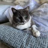 Foto del gato perdido en Villejust