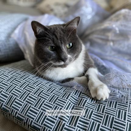 Foto 1/1 Chet Chat perdido en Villejust