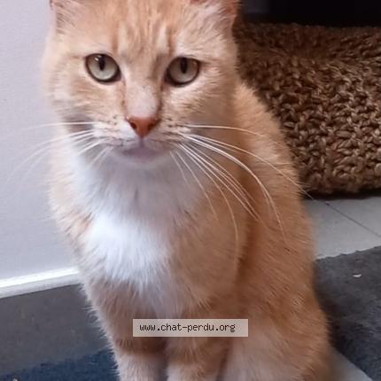 Foto 1/1 ANNA Chat perdido en Ougree seraing