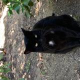 Foto de gato encontrado en Mandelieu La Napoule