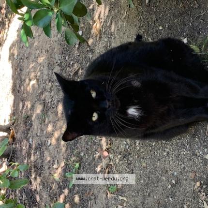 Foto 1/1 Gato encontrado Encontrado en Mandelieu la napoule