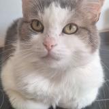 Foto del gato perdido en Stains