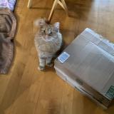 Foto del gato perdido en Laval