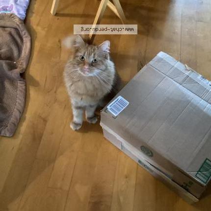 Foto 1/1 Bouboul Chat perdido en Laval