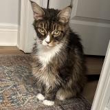 Foto del gato perdido en Fenwick