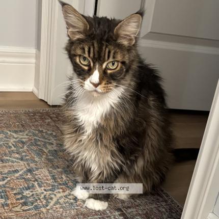 Foto 1/1 Killer Chat perdido en Fenwick