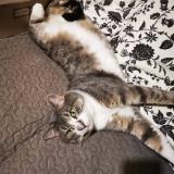 Foto del gato perdido en Bully