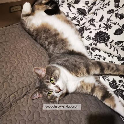 Foto 1/1 Gandalf Chat perdido en Bully