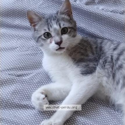 Foto 1/1 EVELYNE GAILLARD Chat perdido en Clermont fd