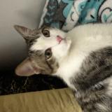 Foto de gato encontrado en Nantes