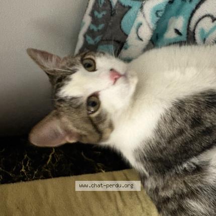 Foto 1/1 Gato encontrado Encontrado en Nantes