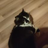 Foto del gato perdido en La Chaux De Fonds