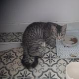 Foto del gato perdido en Obernai