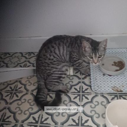 Foto 1/1 Titine Chat perdido en Obernai