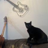 Foto del gato perdido en Austin