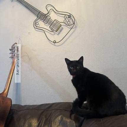 Foto 1/1 Margot Chat perdido en Austin