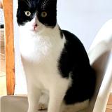 Foto del gato perdido en Chein Dessus