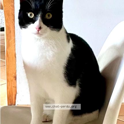 Foto 1/1 Madeleine AVANTIN Chat perdido en Chein dessus